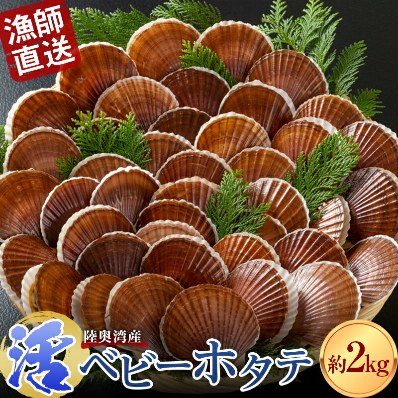 《期間限定》 漁師直送 活ベビーホタテ(半成貝) 約2kg 【白砂活貝組 琉宝丸】 ホタテ ほたて 帆立 活ホタテ 生ほたて 生ホタテ 刺身 ベビーホタテ 海鮮 新鮮 貝 貝柱 殻付き 魚介 青森 青森県 東北 むつ湾 陸奥湾 BBQ バーベキュー キャンプ F21J-187