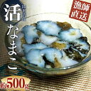 【ふるさと納税】 活なまこ 約500g (3~5本) ※生食可 【琉宝丸】 漁師直送 なまこ ナマコ 海鼠 魚介 青森 青森県 東北 陸奥湾 むつ湾 F21J-241