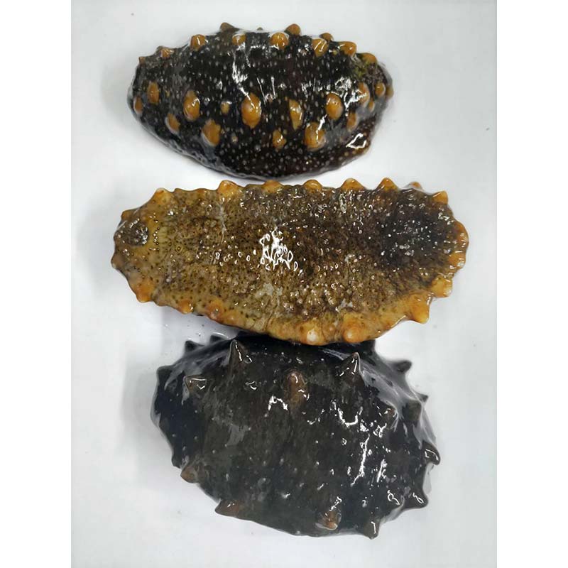 【ふるさと納税】 活なまこ 約500g (3～5本) ※生食可 【琉宝丸】 漁師直送 なまこ ナマコ 海鼠 魚介 青森 青森県 東北 陸奥湾 むつ湾 F21J-241