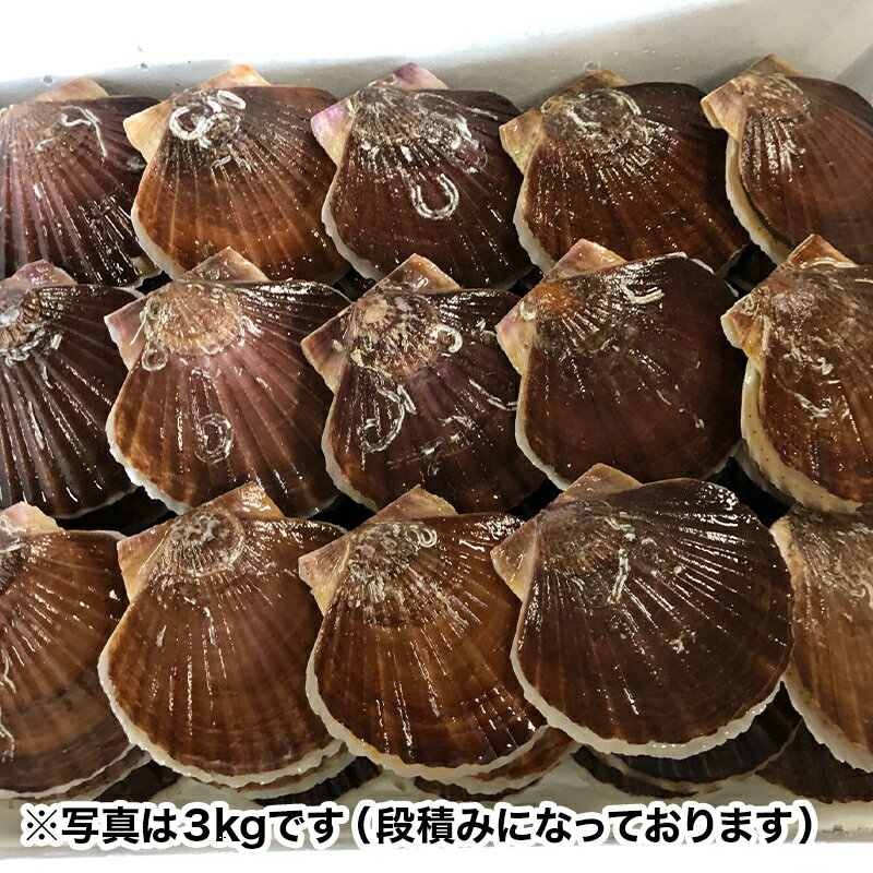 【ふるさと納税】≪容量が選べる≫ 「俺のホタテ」 1年貝ホタテ特大サイズ 1.5kg～5kg ホタテ ほたて 帆立 活ホタテ 貝柱 殻付き 魚介 魚貝 魚貝類 青森 青森県 東北 平内 むつ湾 F21J-242var