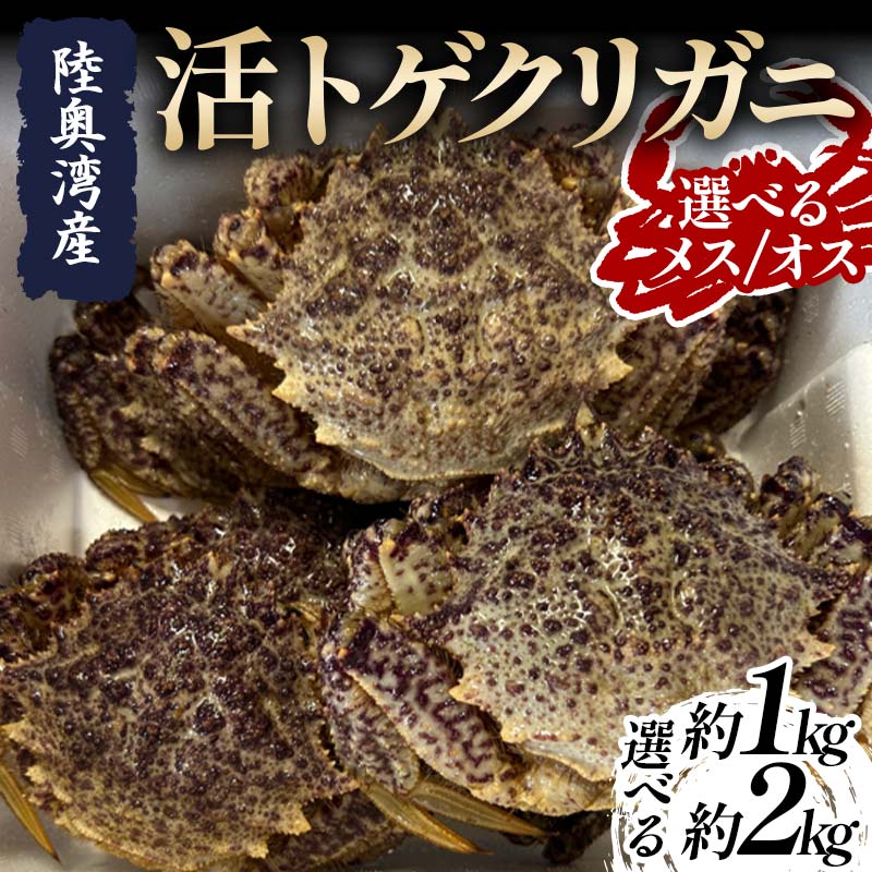【ふるさと納税】《選べる容量 / 選べるオス・メス》 陸奥湾産 活トゲクリガニ 約1kg (5～10杯)・約2kg (6～12杯)【飛佳丸】 漁師直送 かに カニ 蟹 魚介 青森 青森県 東北 むつ湾 F21J-251var