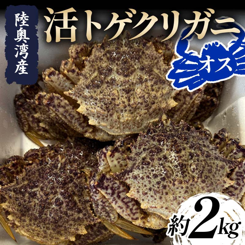 【ふるさと納税】 陸奥湾産 活トゲクリガニ (オス) 約2kg (6~12杯) 【飛佳丸】 漁師直送 かに カニ 蟹 魚介 青森 青森県 東北 むつ湾 F21J-254