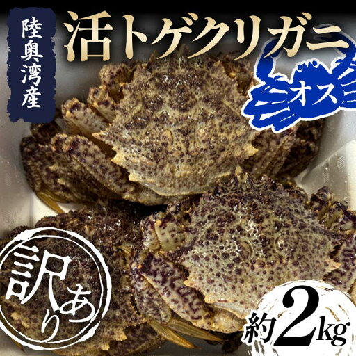 【ふるさと納税】 ≪訳あり≫ 陸奥湾産 活トゲクリガニ (オス) 約2kg (8~12杯) 【飛佳丸】 漁師直送 かに カニ 蟹 魚介 青森 青森県 東北 むつ湾 F21J-258 【ふるさと納税】 ≪訳あり≫ 陸奥湾産 活トゲクリガニ (オス) 約2kg (8~12杯) 【飛佳丸】 漁師直送 かに カニ 蟹 魚介 青森 青森県 東北 むつ湾 F21J-258