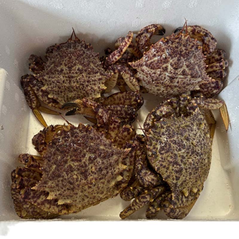 【ふるさと納税】 ≪訳あり≫ 陸奥湾産 活トゲクリガニ (オス) 約2kg (8～12杯) 【飛佳丸】 漁師直送 かに カニ 蟹 魚介 青森 青森県 東北 むつ湾 F21J-258