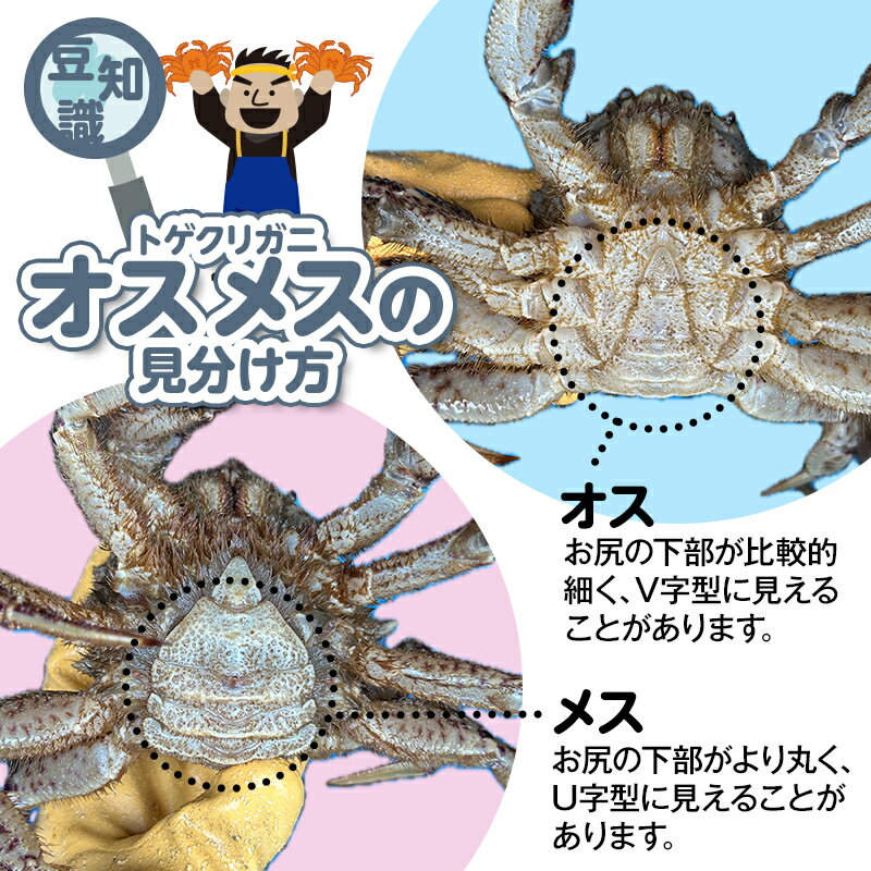 【ふるさと納税】 ≪訳あり≫ 陸奥湾産 活トゲクリガニ (オス) 約2kg (8～12杯) 【飛佳丸】 漁師直送 かに カニ 蟹 魚介 青森 青森県 東北 むつ湾 F21J-258