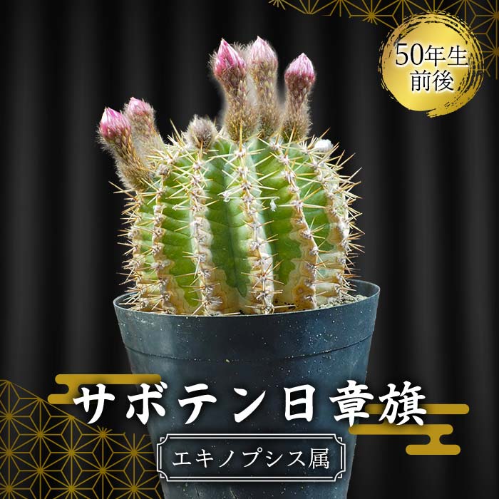サボテン 日章旗 エキノプシス属 [白峯園] 観葉植物 盆栽 観葉 植物 人気 オススメ 玄関 リビング キッチン かわいい リラクゼーション 室内栽培 プレゼント ギフト 趣味 風水 緑 ライフスタイル インテリア F21J-270