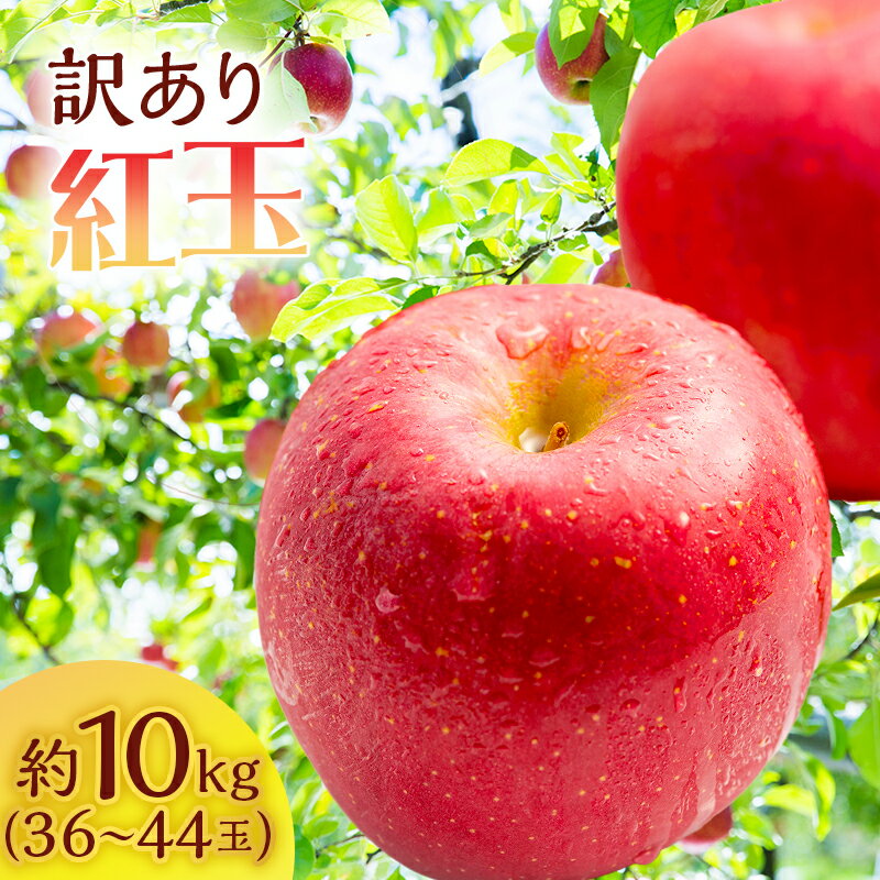 りんご 訳あり 青森 紅玉 約 10kg (36〜44玉) 青森県産 リンゴ サイキチ農園 青森県 鰺ヶ沢町産 フルーツ 果物 不揃い 傷 林檎 2024 お届け:2025年10月1日〜10月10日