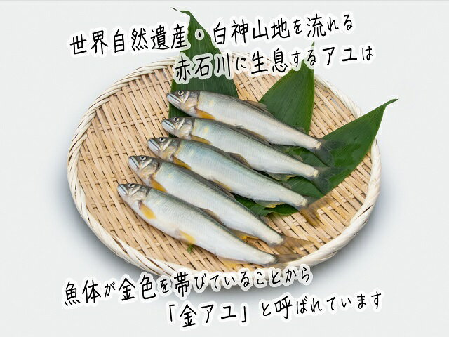 【ふるさと納税】子持ち鮎 5尾 2パック セット 詰め合わせ 赤石川の金の鮎 真空冷凍パック 冷凍 鮎 あゆ アユ 魚 川魚 魚介 魚介類 海鮮 海鮮セット おかず おつまみ つまみ お酒のつまみ 酒のつまみ 夕飯 青森 青森県 鰺ヶ沢町