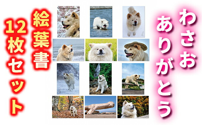 【ふるさと納税】わさお ありがとう 絵葉書12枚セット キャラクター 写真 はがき