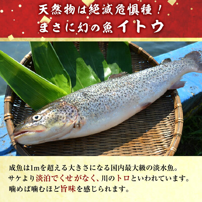 【ふるさと納税】幻の魚 イトウ うす造り 170g 真空冷凍パック 冷凍 お造り 川魚 魚介 魚介類 海鮮 刺し身 お刺身 刺身 おかず おつまみ つまみ お酒のつまみ 酒のつまみ 幻 魚 青森 青森県 鰺ヶ沢町 f023213-ajigasawa-10000627 青森県鰺ヶ沢町 サンプル画像2