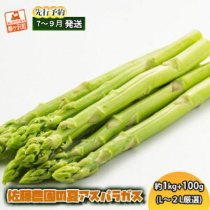 【ふるさと納税】【先行予約2024年産】佐藤農園の夏アスパラガス！約1kg+100g（L〜2L厳選）【7月〜9月発送】青森県鰺ヶ沢町産　【アスパラガス・野菜・産地直送】　お届け：2024年7月25日〜2024年9月15日