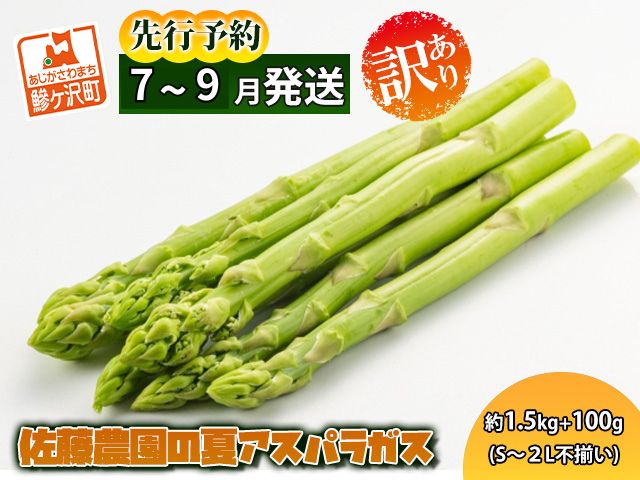 【ふるさと納税】【先行予約2024年産】佐藤農園の夏アスパラガス！約1.5kg+100g（S〜2L不揃い）【訳あり】【7月〜9月発送】青森県鰺ヶ沢町産　【アスパラガス・野菜・産地直送】　お届け：2024年7月25日〜2024年9月15日