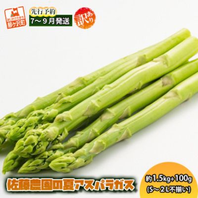 【先行予約2024年産】佐藤農園の夏アスパラガス！約1.5kg+100g（S〜2L不揃い）【訳あり】【7月〜9月発送】青森県鰺ヶ沢町産　【アスパラガス・野菜・産地直送】　お届け：2024年7月25日〜2024年9月15日