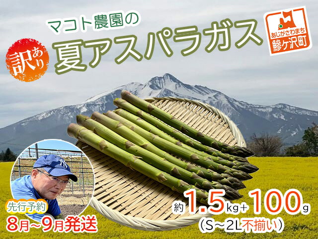 【ふるさと納税】【先行予約2024年産】マコト農園の夏アスパラガス！約1.5kg+100g（S～2L不揃い）【訳あり】【8月～9月発送】青森県鰺ヶ沢町産　【アスパラガス・野菜・産地直送】　お届け：2024年8月5日～2024年9月15日