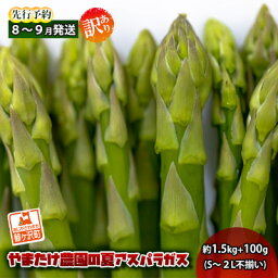 【ふるさと納税】【先行予約2024年産】やまたけ農園の夏アスパラガス！約1.5kg+100g（S～2L不揃い）【訳あり】【8月～9月発送】青森県鰺ヶ沢町産　【アスパラガス・野菜・産地直送】　お届け：2024年8月5日～2024年9月15日