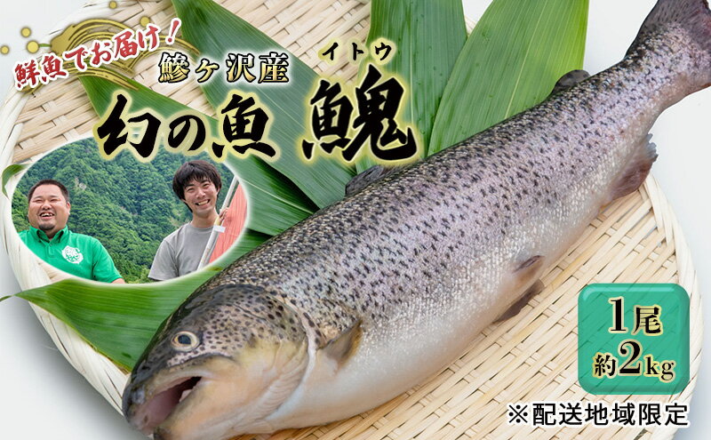 【ふるさと納税】鮮魚でお届け！鰺ヶ沢産「幻の魚イトウ」1尾 約2kg ※配送地域限定　【 魚介類 魚貝類 川魚 世界自然遺産 白神山地 清流 直送 身質 さっぱり クセがない 生 刺身 料理 新鮮 】