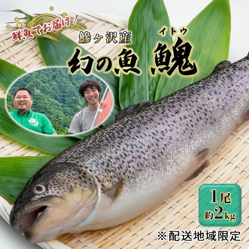 【ふるさと納税】鮮魚でお届け！鰺ヶ沢産「幻の魚イトウ」1尾 約2kg ※配送地域限定　【 魚介類 魚貝類 川魚 世界自然遺産 白神山地 清流 直送 身質 さっぱり クセがない 生 刺身 料理 新鮮 】