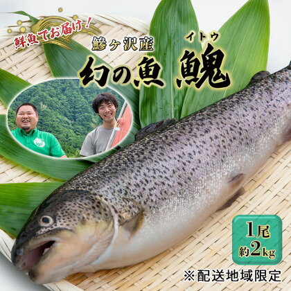 鮮魚でお届け！鰺ヶ沢産「幻の魚イトウ」1尾 約2kg ※配送地域限定　【 魚介類 魚貝類 川魚 世界自然遺産 白神山地 清流 直送 身質 さっぱり クセがない 生 刺身 料理 新鮮 】