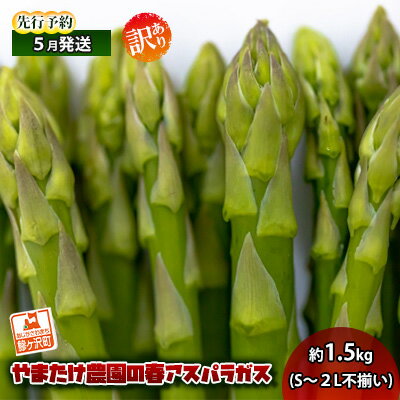 【ふるさと納税】【先行予約2024年産】やまたけ農園の春アスパラガス！約1.5kg（S～2L不揃い）【訳あり】【5月6月発送】青森県鰺ヶ沢町産　【アスパラガス・野菜・産地直送】　お届け：2024年5月10日～2024年6月5日のサムネイル