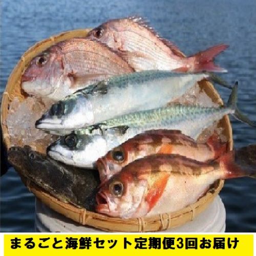 【ふるさと納税】まるごと海鮮セット定期便3回お届け　【定期便・魚介類・海鮮セット・海鮮】