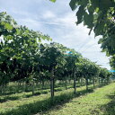 青森県大鰐町の画像2