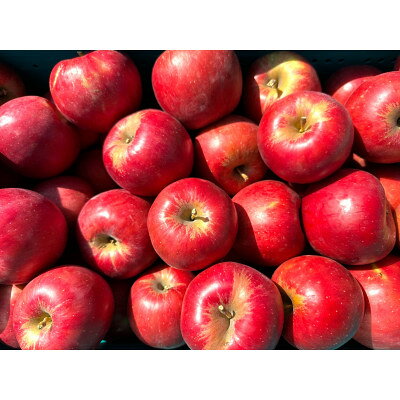 【ふるさと納税】【3月出荷予定】 紅玉 約10kg 訳あり　青森県産りんご【配送不可地域：離島・沖縄県】【1667981】