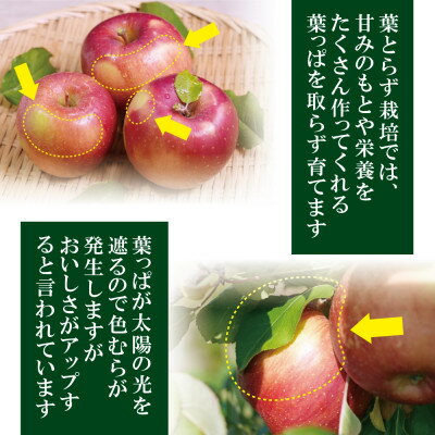 【ふるさと納税】【26年2月～3月出荷予定】平均糖度13度以上! 葉とらずサンふじ 約3kg 訳あり【配送不可地域：離島】【1682953】