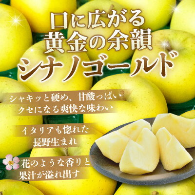 【ふるさと納税】【1月出荷予定】平均糖度13度以上! シナノゴールド 約10kg おもてなし用【配送不可地域：離島・沖縄県】【1703760】