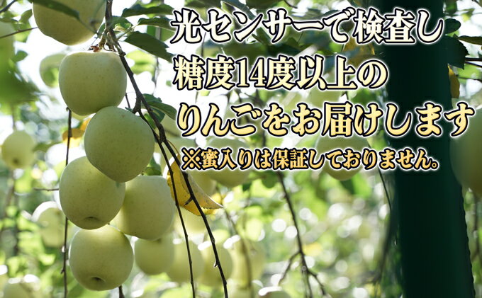 【ふるさと納税】紀州完熟みかん 7kg（2Lサイズ） | フルーツ 果物 くだもの 食品 人気 おすすめ 送料無料
