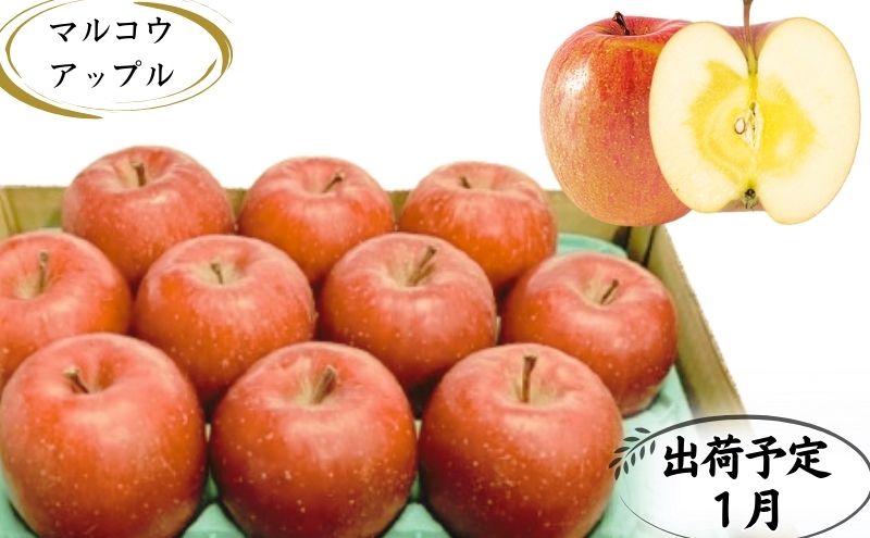 【ふるさと納税】【1月発送】訳あり 家庭用 蜜入りサンふじ 約3kg【青森りんご・マルコウアップル】 　お届け：2026年1月6日～2026年1月30日