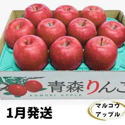 【1月発送】訳あり 家庭用 濃厚サンふじ 約3kg 糖度13度以上【青森りんご・マルコウアップル】　【 りんご リンゴ 林檎 サンふじ 3kg マルコウアップル フルーツ 果物 訳アリ 青森 】　お届け：2025年1月上旬～