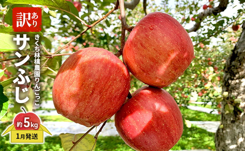 【ふるさと納税】きくち林檎農園りんごっこ 家庭用 大玉 サンふじ 訳あり 約5kg 果物 フルーツ デザート おやつ 食後 香り高い 　お届け：2026年1月6日～2026年2月28日