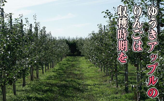 【ふるさと納税】12月 特A サンふじ約5kg（12～18個）14.5度糖度保証【青森りんご・ゆうきアップル・12月】　お届け：2026年11月15日～2026年12月30日 f023817-itayanagi-10000348 青森県板柳町 サンプル画像3