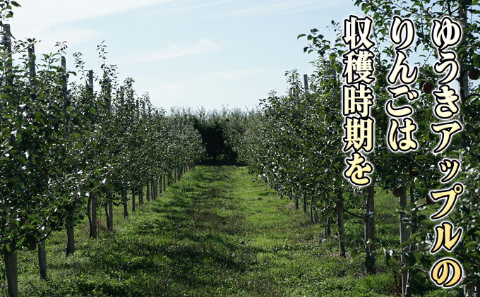 【ふるさと納税】12月 特A王林約5kg（12～16個）14度糖度保証【青森りんご・ゆうきアップル・12月】 果物類 フルーツ 果物 代表品種　お届け：2026年11月15日～2026年12月30日 f023817-itayanagi-10000345 青森県板柳町 サンプル画像3