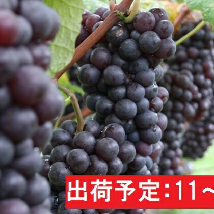11〜12月 津軽ぶどう村 家庭用 スチューベンぶどう約3kg・秀〜秀A【訳あり】【青森ぶどう・鶴田町産・11月・12月】 【果物・ぶどう・フルーツ】 お届け:2021年11月1日〜2021年12月28日
