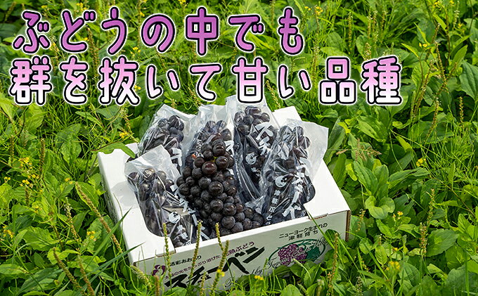 【ふるさと納税】【ファンからのリクエストにより掲載再開】1～2月 津軽ぶどう村 秀品 スチューベン ぶどう 約 3kg 訳あり 家庭用 【 青森ぶどう 青森県鶴田町産 11月 12月 果物 フルーツ ポリフェノール 甘い 高糖度 美味しい 　お届け：2027年1月12日～2027年2月28日 f023841-tsuruta-10000109 青森県鶴田町 サンプル画像3