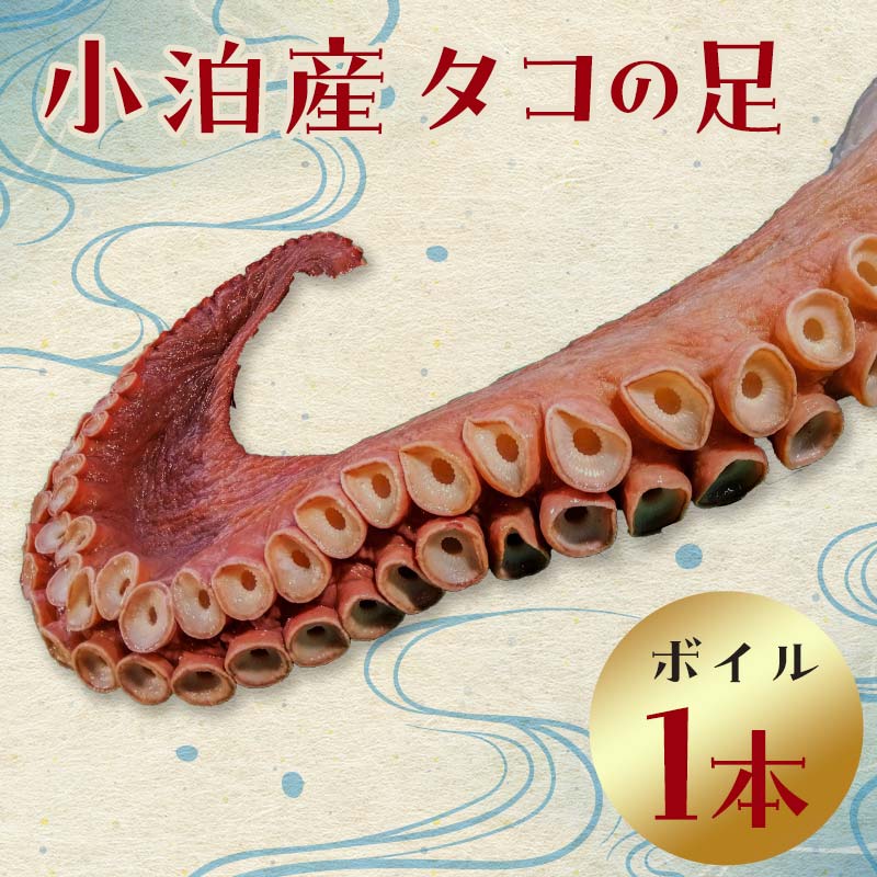 小泊産 タコの足 (ボイル)1本 [徐福の里物産品直売所] 旬 たこ 蛸 たこ焼き たこやき 津軽海峡 直送 ぷりぷり ボイル 太い 海鮮 調理 料理 中泊町 青森 F6N-024