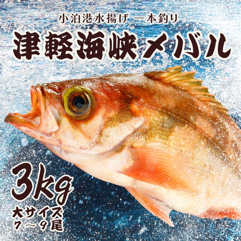 小泊港水揚げ 一本釣り 津軽海峡メバル 約3kg(7尾〜9尾入) [卓立水産]魚 海鮮 ウスメバル メバル めばる 高級 海産物 刺身 煮付け 中泊町 青森 F6N-033