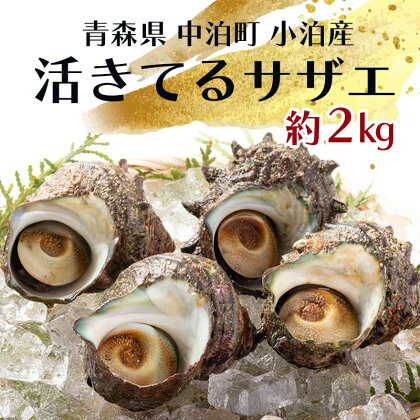 活きてるサザエ 約2kg 【卓立水産】 天然 貝 つぶ さざえ 栄螺 つぼ焼き 海鮮 魚介 魚貝 海産 刺身 BBQ バーベキュー 生 中泊町 青森 F6N-094