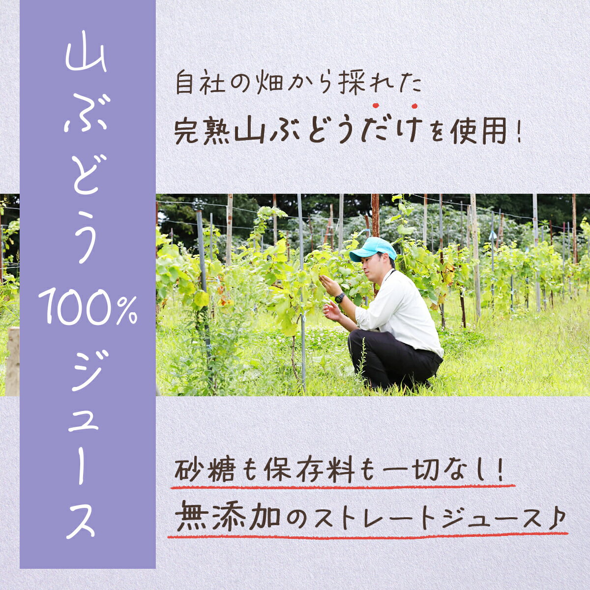 【ふるさと納税】 七戸町産 山ぶどうジュース(720ml×2本) 【02402-0010】 送料無料 青森県 七戸町 七戸ワイナリー 山ぶどう 果物 フルーツジュース ぶどうジュース グレープジュース 葡萄 ブドウ ぶどう100% 砂糖未使用 無添加 贈り物 ギフト ボトルジュース