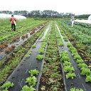 青森県横浜町の画像2
