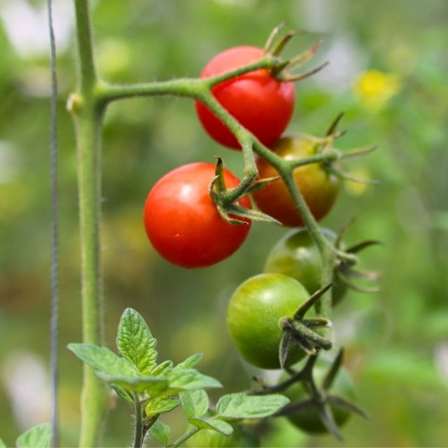 【ふるさと納税】横浜町産ミニトマト1kg