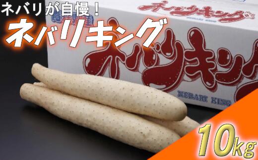 【ふるさと納税】東北町産ネバリキング10kg【02408-0052】#長芋東北町山芋やまいも2L青森県ゆうき青森農業協同組合