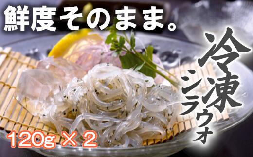 【ふるさと納税】冷凍シラウオ(120g×2)　【02408-0018】# シラウオ 白魚 活魚 小川原湖 東北町 青森県 冷凍 居酒屋れすとらん えび蔵