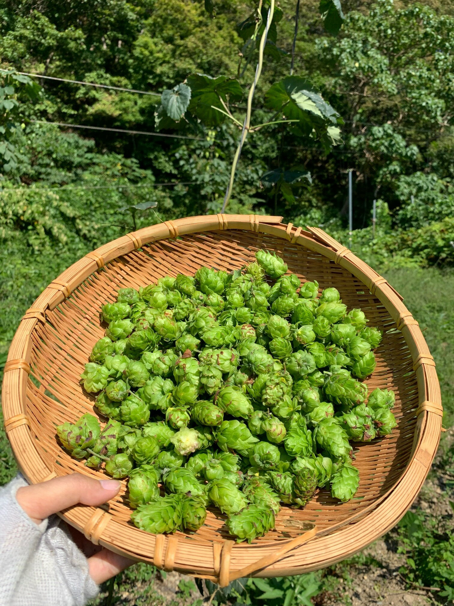 【ふるさと納税】クラフトビール「福浦の歌舞伎NUIDOU」330ml×6本