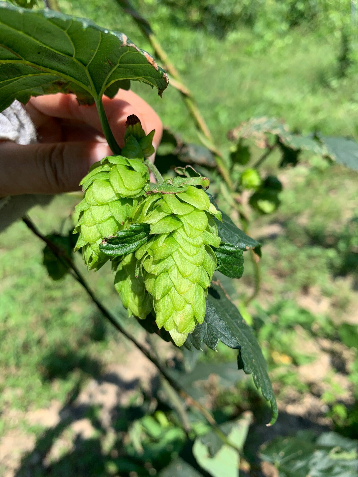 【ふるさと納税】クラフトビール「福浦の歌舞伎NUIDOU」330ml×6本