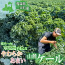 【ふるさと納税】県内一の寒暖差が生んだ、やわらか甘い山麓ケール【R0711】青森県 三戸町 野菜 健康 グリーン スムージー サラダ スーパーフード 炒め物