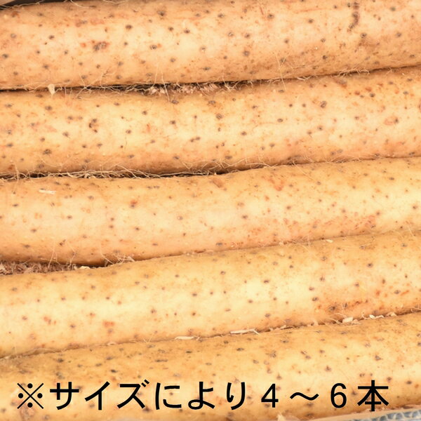 【ふるさと納税】「長いも」約5kg青森県産 ながいも 山芋 いも とろろ 野菜 健康食品 滋養強壮 送料無料