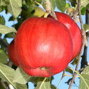 【ふるさと納税】青森りんご 紅玉 20～28玉 約4.5kg