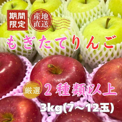 【青森ごのへ産】 もぎたてりんご 3kg(7～12玉)【配送不可地域：離島・沖縄県】【2002989】